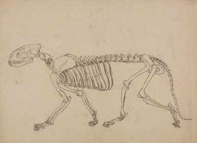A Comparative Anatomical Exposition of the Structure of the Human Body with That of a Tiger and a Cow by George Stubbs